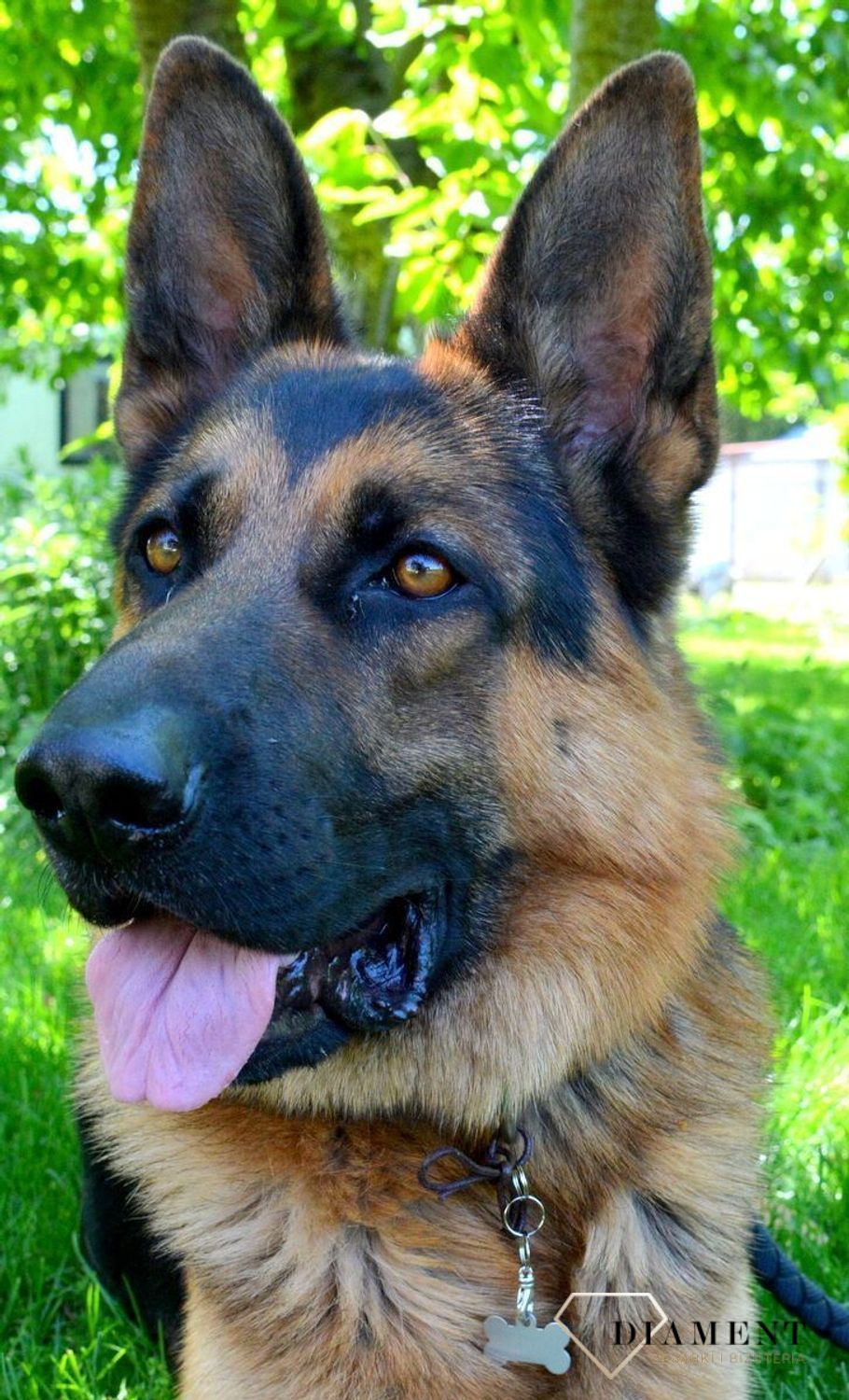 Blaszka dla pupila kość 3,2 cm z miejscem na grawer Kość silver M. Blaszka w formie adresówki, identyfikatora dla psa. Blaszka z miejscem na grawer. Na adresówce możemy wygrawerować np. imię psa i nr telefonu do właściciela.jpg